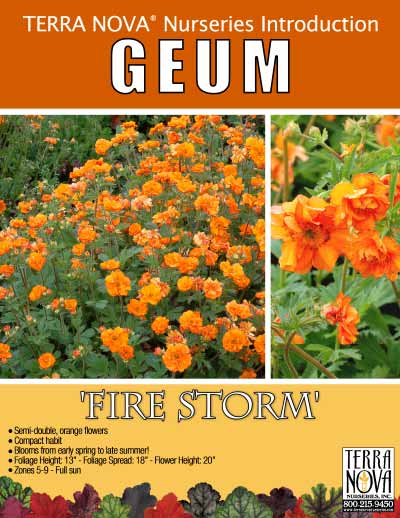 Geum 'Fire Storm' - Product Profile
