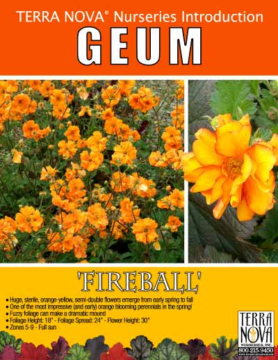 Geum 'Fireball' - Product Profile