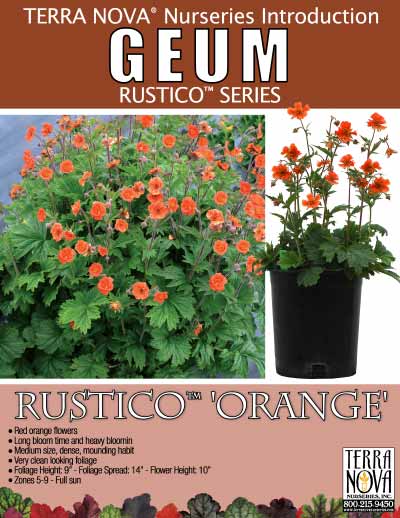 Geum RUSTICO™ 'Orange' - Product Profile