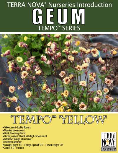 Geum TEMPO™ 'Yellow' - Product Profile