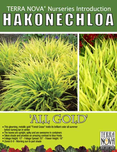 Hakonechloa 'All Gold' - Product Profile