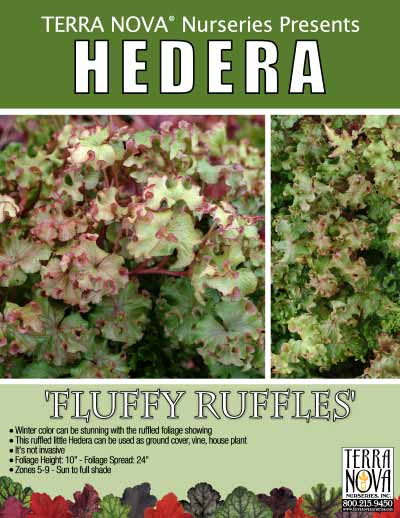 Hedera 'Fluffy Ruffles' - Product Profile