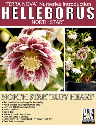 Helleborus NORTH STAR™ 'Ruby Heart' - Product Profile