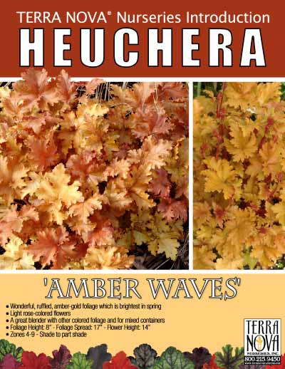 Heuchera 'Amber Waves' - Product Profile