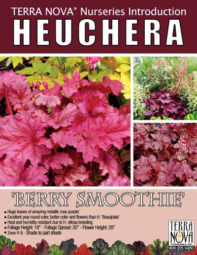 Heuchera 'Berry Smoothie' - Product Profile