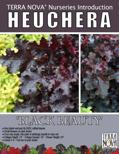 Heuchera 'Black Beauty' - Product Profile