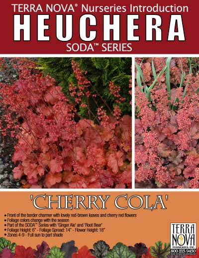 Heuchera 'Cherry Cola' - Product Profile