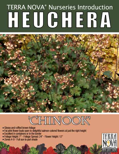 Heuchera 'Chinook' - Product Profile