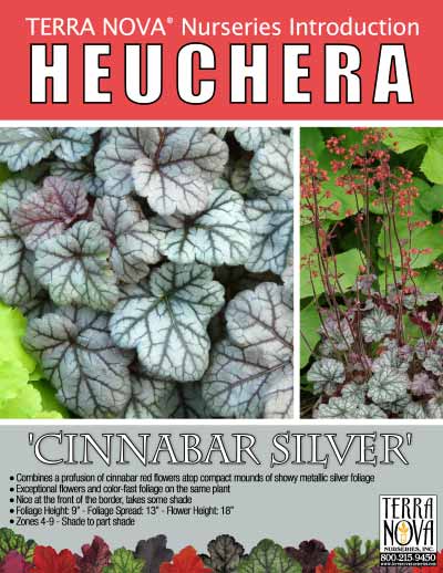 Heuchera 'Cinnabar Silver' - Product Profile