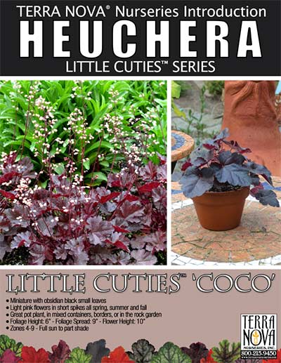 Heuchera LITTLE CUTIES™ 'Coco' - Product Profile