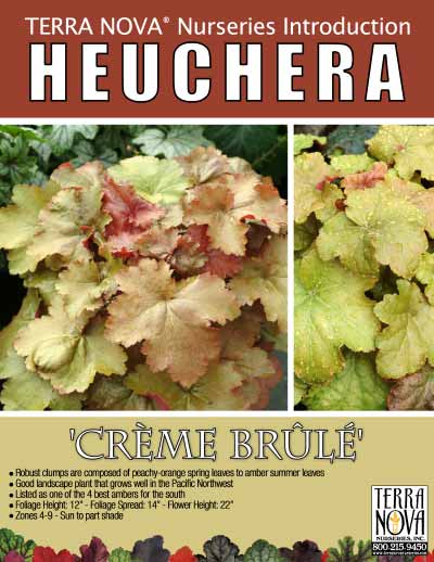 Heuchera 'Crème Brûlée' - Product Profile