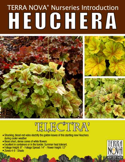 Heuchera 'Electra' - Product Profile