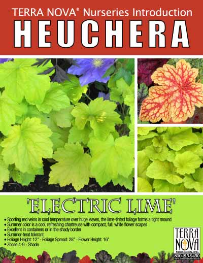 Heuchera 'Electric Lime' - Product Profile