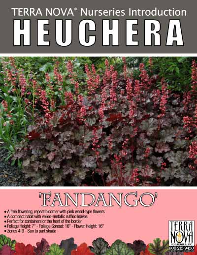 Heuchera 'Fandango' - Product Profile