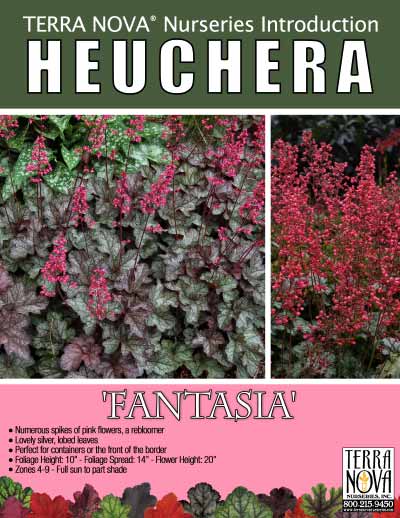 Heuchera 'Fantasia' - Product Profile