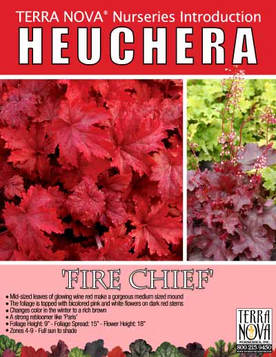 Heuchera 'Fire Chief' - Product Profile