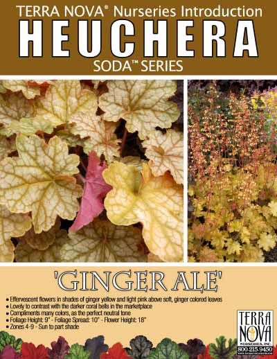 Heuchera 'Ginger Ale' - Product Profile