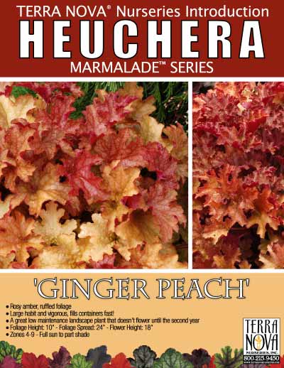 Heuchera 'Ginger Peach' - Product Profile