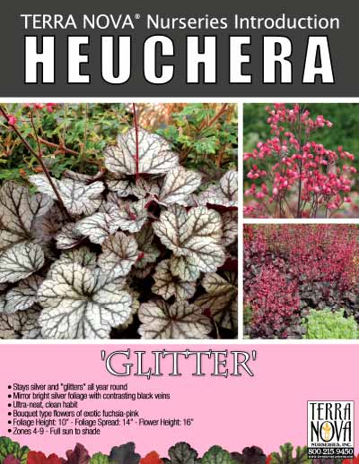 Heuchera 'Glitter' - Product Profile
