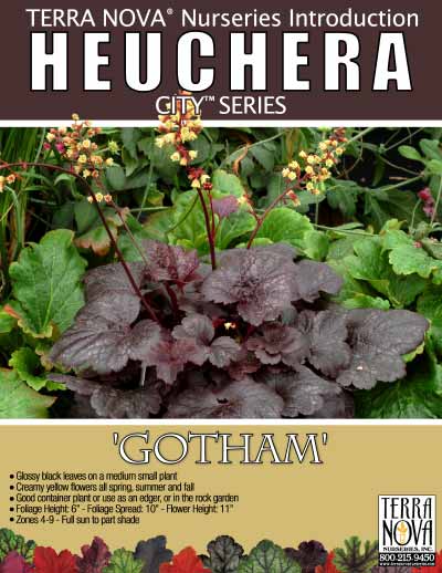 Heuchera 'Gotham' - Product Profile