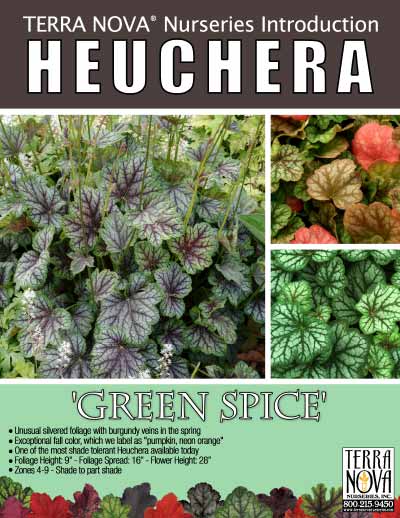Heuchera 'Green Spice' - Product Profile
