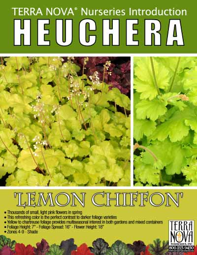 Heuchera 'Lemon Chiffon' - Product Profile