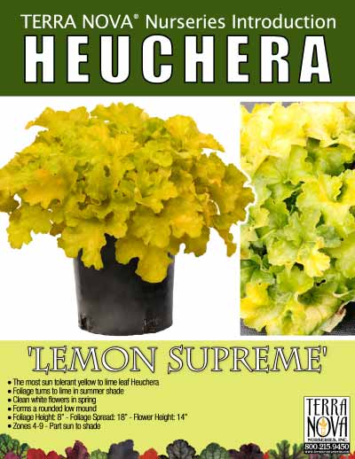 Heuchera 'Lemon Supreme' - Product Profile