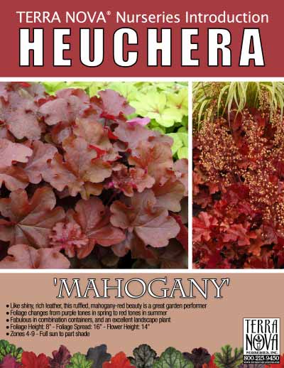Heuchera 'Mahogany' - Product Profile