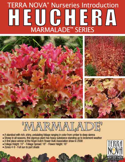 Heuchera 'Marmalade' - Product Profile