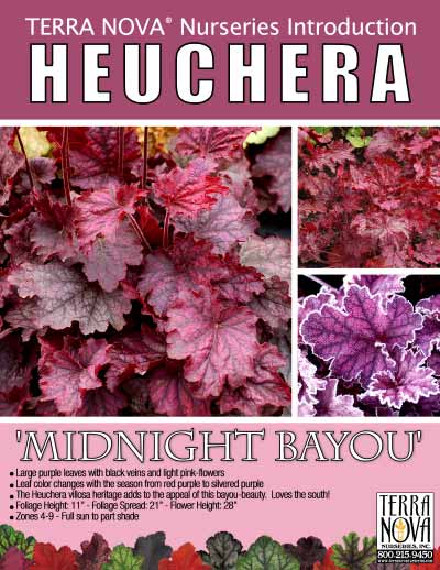 Heuchera 'Midnight Bayou' - Product Profile