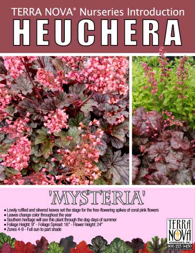 Heuchera 'Mysteria' - Product Profile