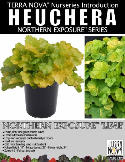 Heuchera NORTHERN EXPOSURE™ 'Lime' - Product Profile