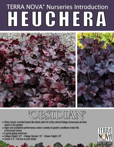 Heuchera 'Obsidian' - Product Profile