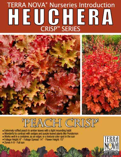 Heuchera 'Peach Crisp' - Product Profile