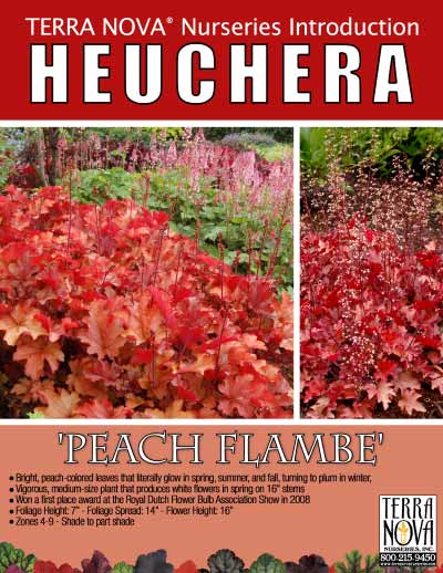 Heuchera 'Peach Flambe' - Product Profile