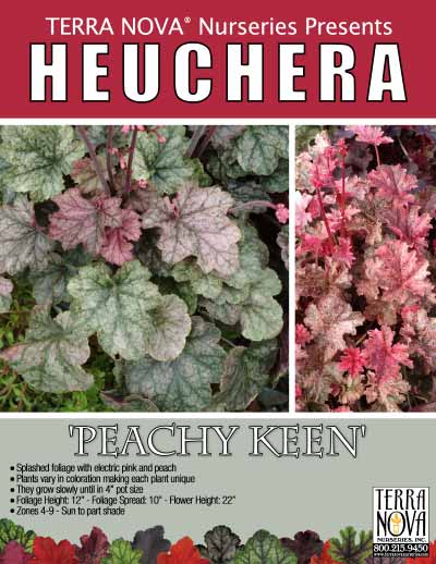 Heuchera 'Peachy Keen' - Product Profile