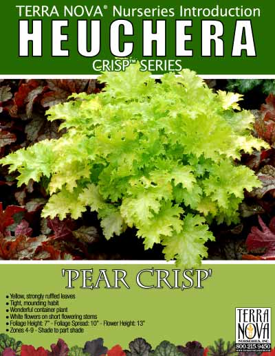 Heuchera 'Pear Crisp' - Product Profile