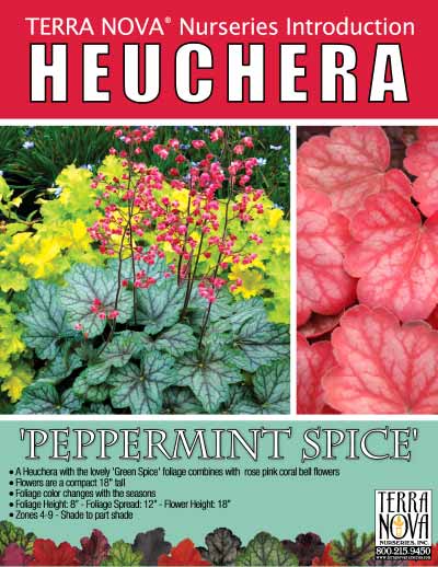 Heuchera 'Peppermint Spice' - Product Profile