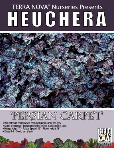 Heuchera 'Persian Carpet' - Product Profile