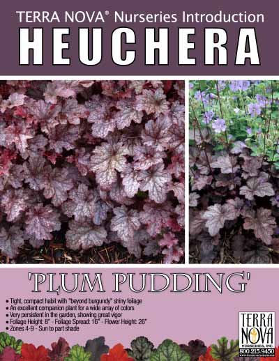 Heuchera 'Plum Pudding' - Product Profile