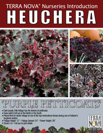 Heuchera 'Purple Petticoats' - Product Profile