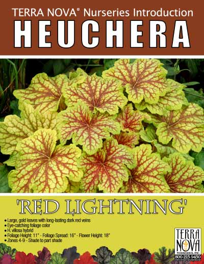 Heuchera 'Red Lightning' - Product Profile