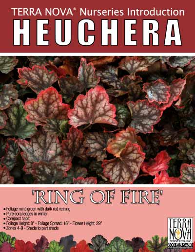 Heuchera 'Ring of Fire' - Product Profile