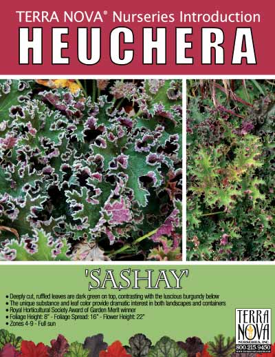 Heuchera 'Sashay' - Product Profile