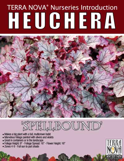 Heuchera 'Spellbound' - Product Profile