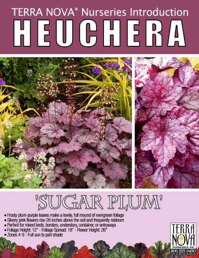 Heuchera 'Sugar Plum' - Product Profile
