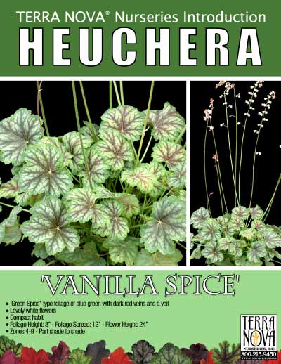 Heuchera 'Vanilla Spice' - Product Profile