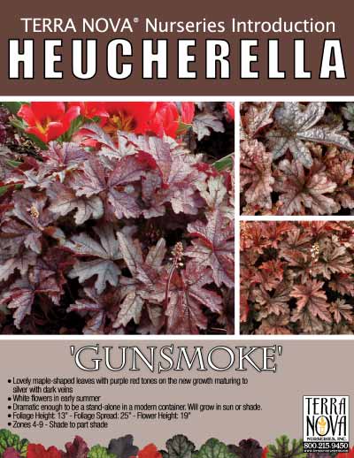 Heucherella 'Gunsmoke' - Product Profile
