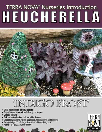 Heucherella 'Indigo Frost' - Product Profile