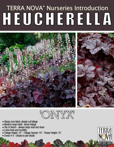 Heucherella 'Onyx' - Product Profile